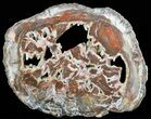 Petrified Wood Round With Botryoidal Chalcedony #51274-2